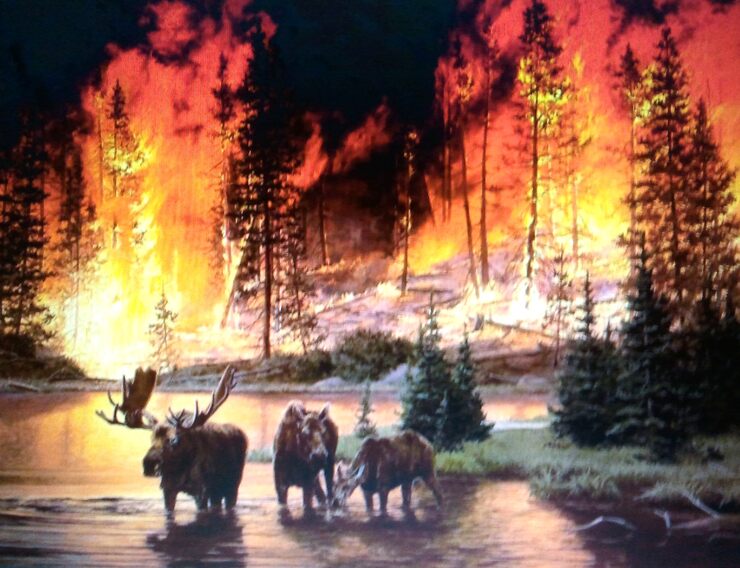 Картинки про После пожара