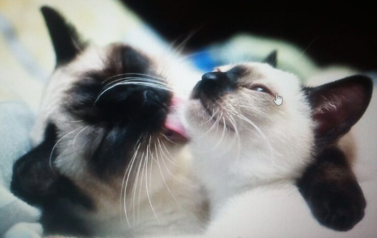 Фото Мышиная конференция