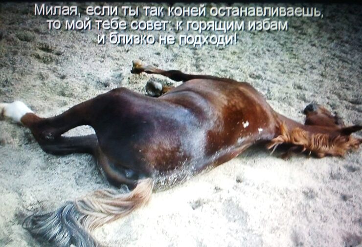 Картинки Лошадь