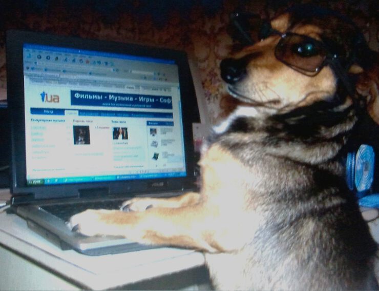 Фото Моська за компьютером