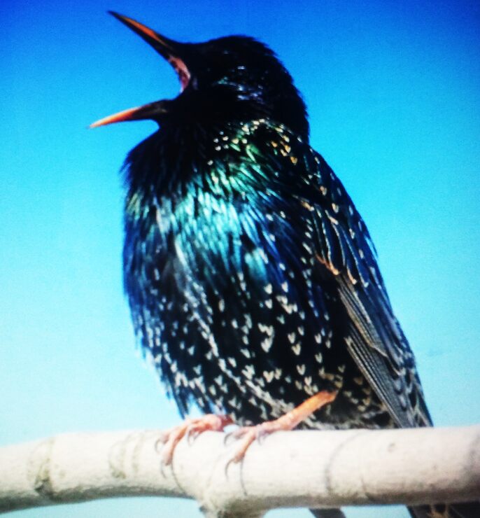 Фото Ворона