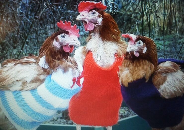 Фото Орёл и куры