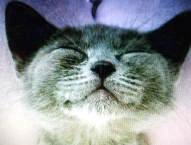 Фото Заботливый кот