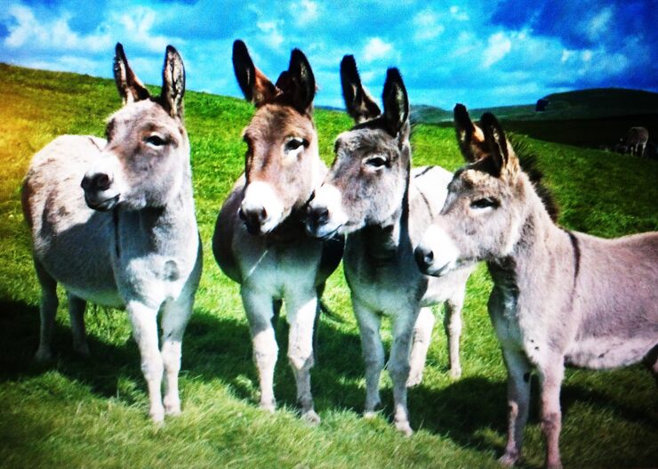 Фото Козы и ослы