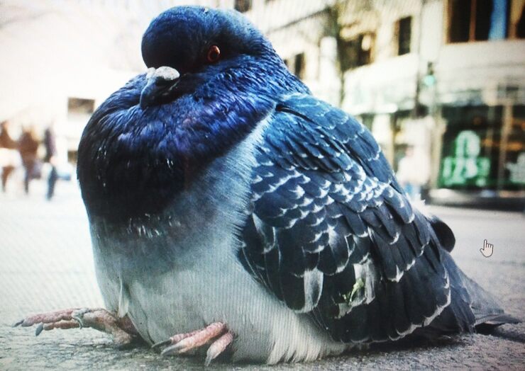 Фото Скворец