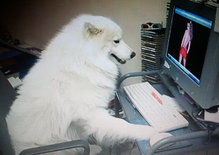 Фото Две собаки