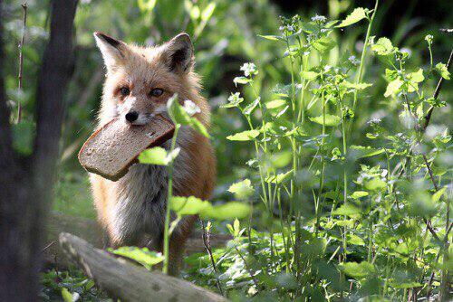 Фото Дело об изчезновении Колобка