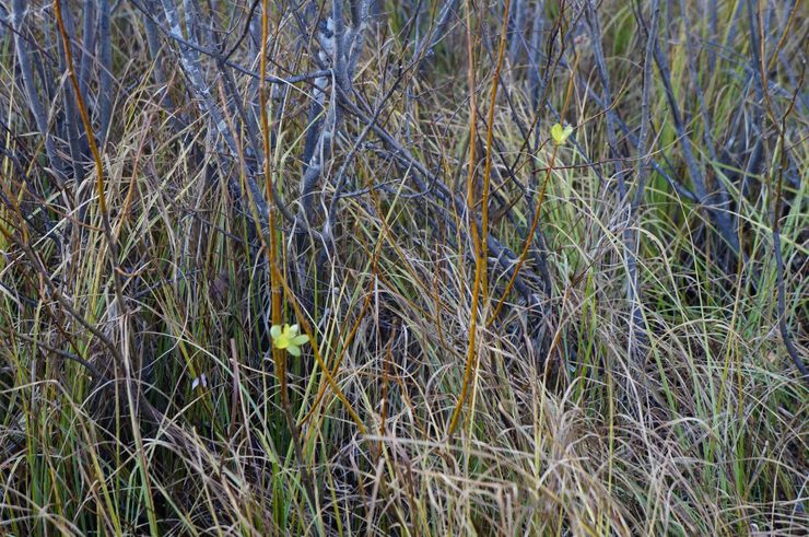 Картинки Расскажи что такое счастье