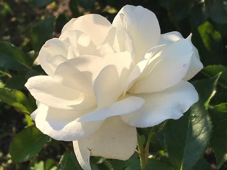 Фото Как любить женщину