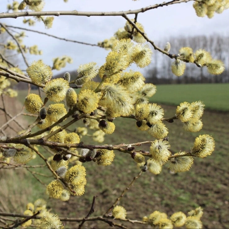 Фото Из Дневника о. Александра Шмемана