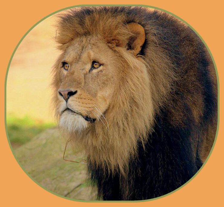 Картинки Супруг на шее. Как к этому приспособиться?