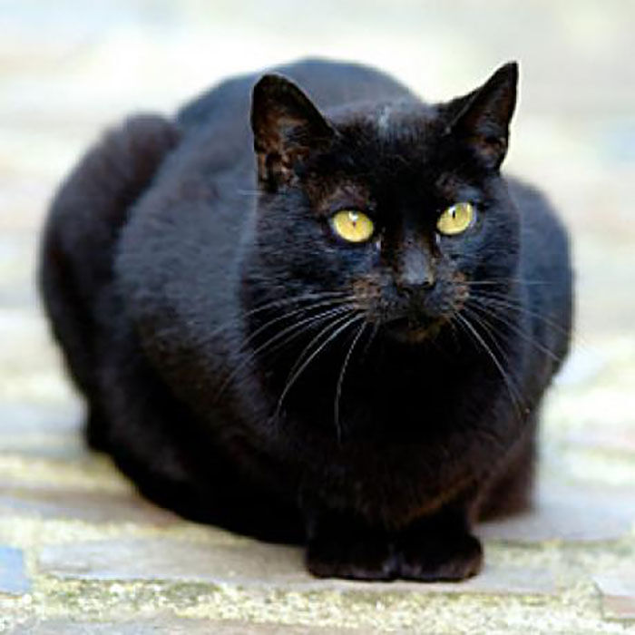 Большая чёрная кошка и умершая бабушка