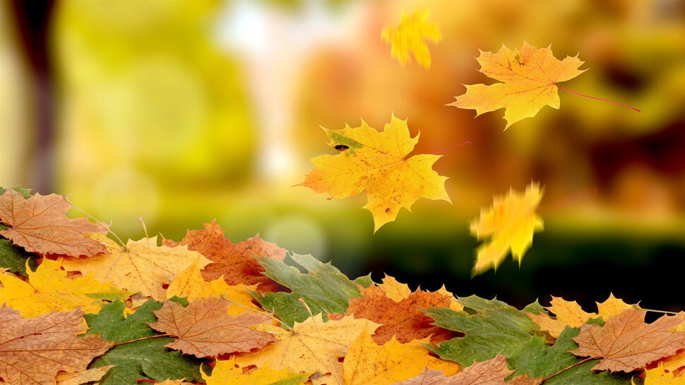 Осенняя листва, перестановка и удочерение мамы