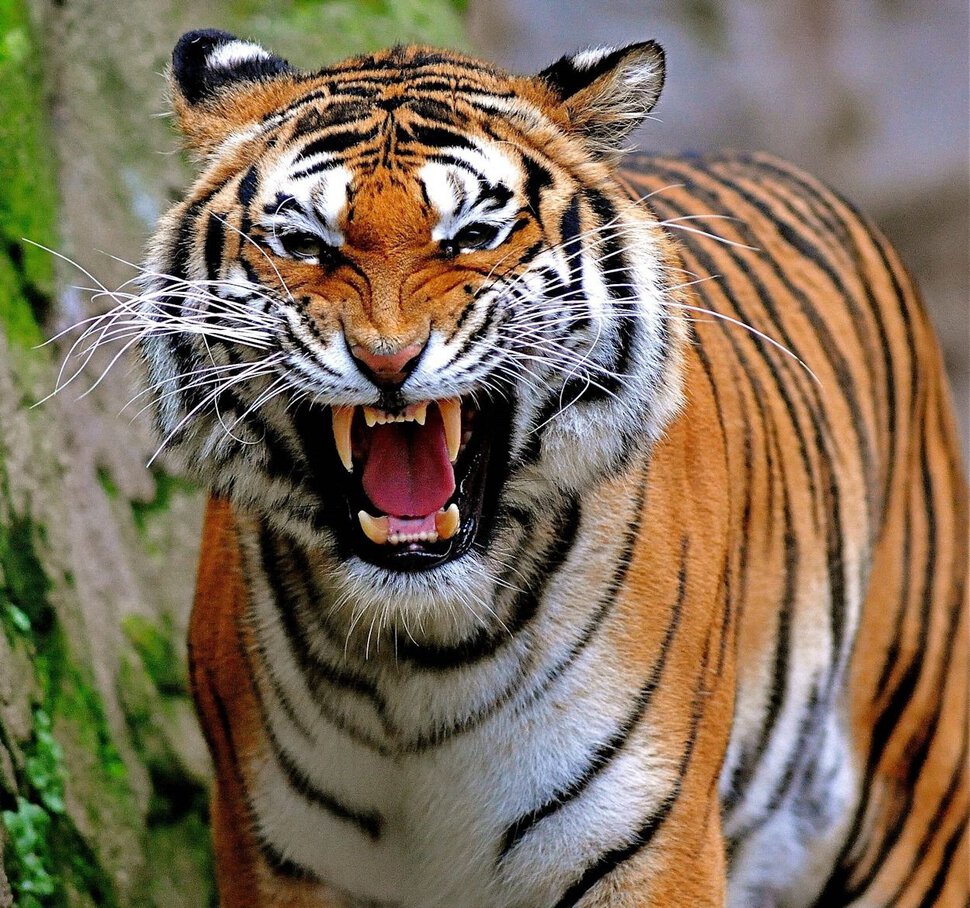 Тигр убийца