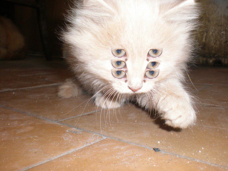 Кошка с шестью глазами и мордой совы
