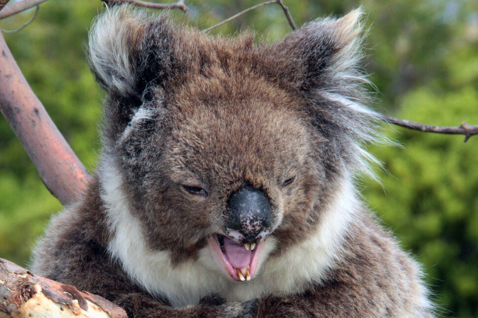 Агрессивная коала