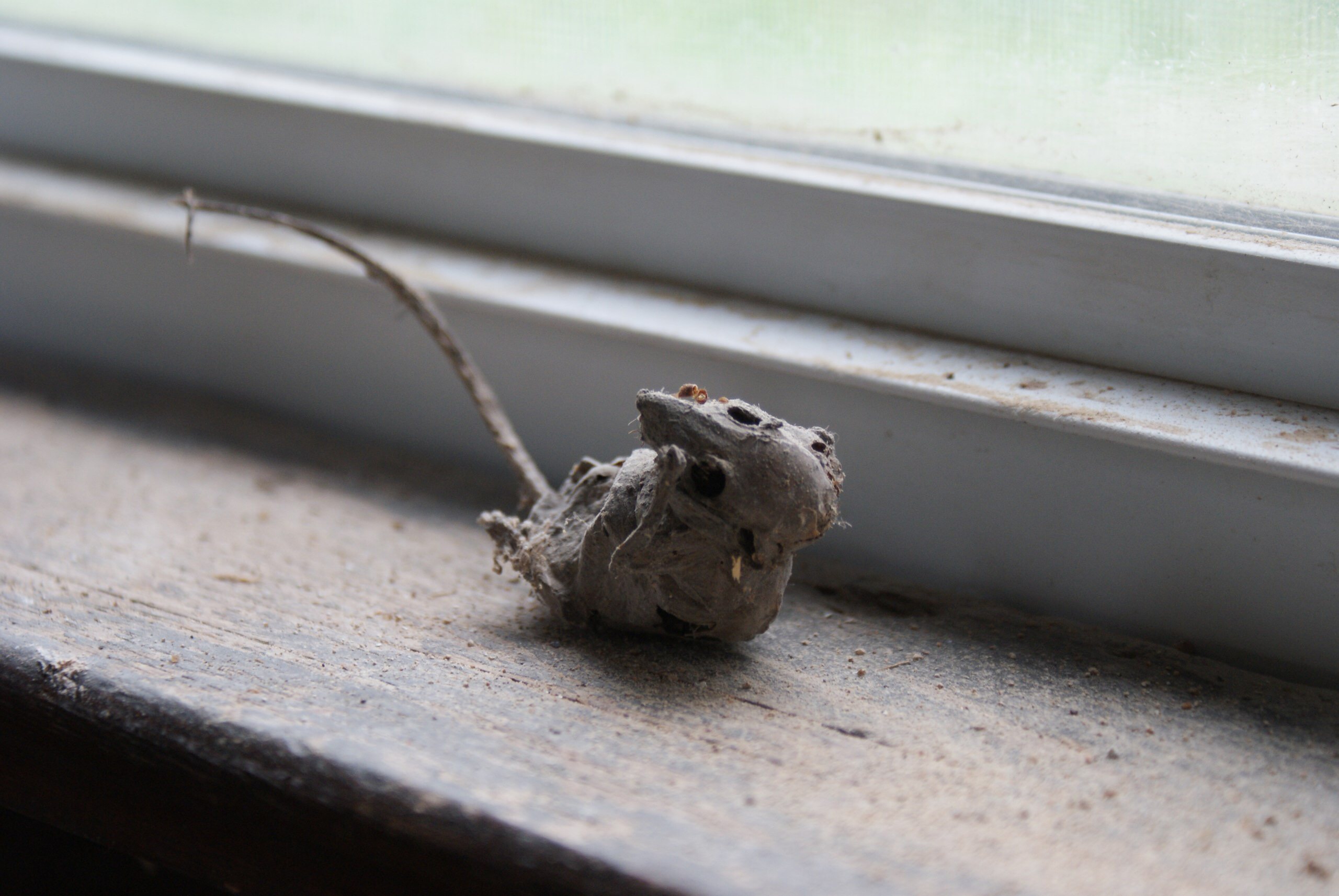 Мертвая мышь на пороге дома