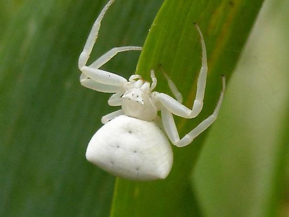 Белый паук