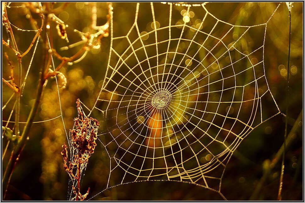 Включи паутинка. Паутина эпейра. Паук плетет паутину золотое сечение. Паутина логарифмическая спираль. Паутина в природе.