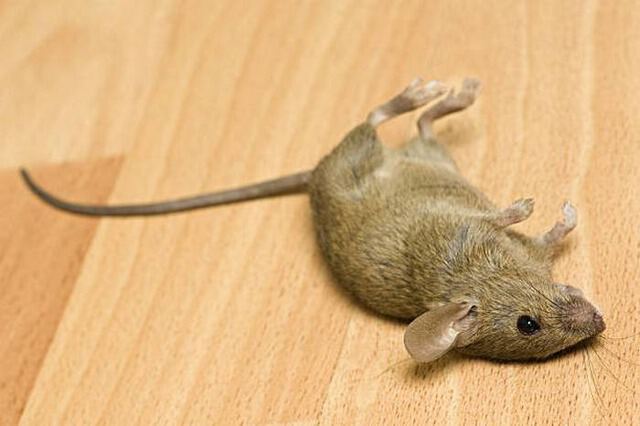 Убийство мыши