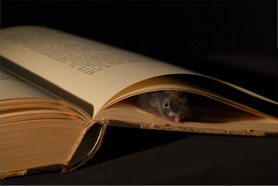 Книга веселые страницы. Смешные картинки про книги. Книга для…. Прикольные картинки с книгами. Книжная мышь.