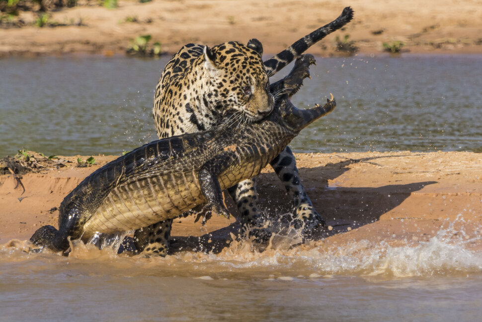 Схватка пантеры и крокодила