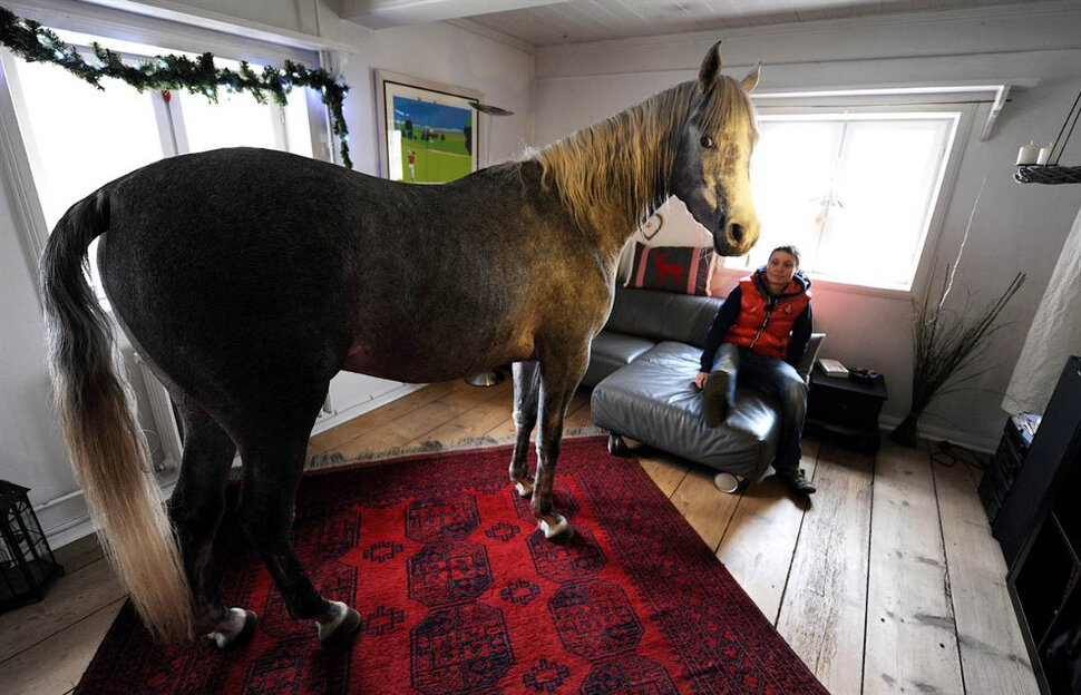 Лошадь в квартире и бывшая подруга