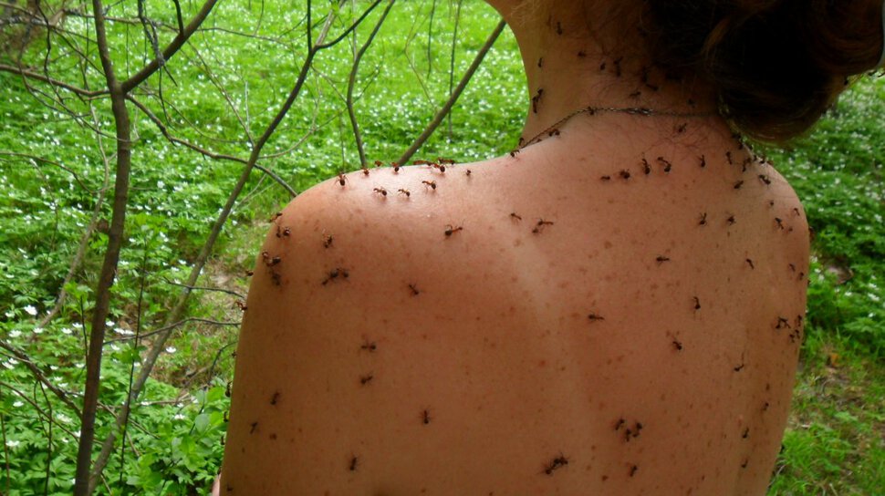 Личинки жука под кожей