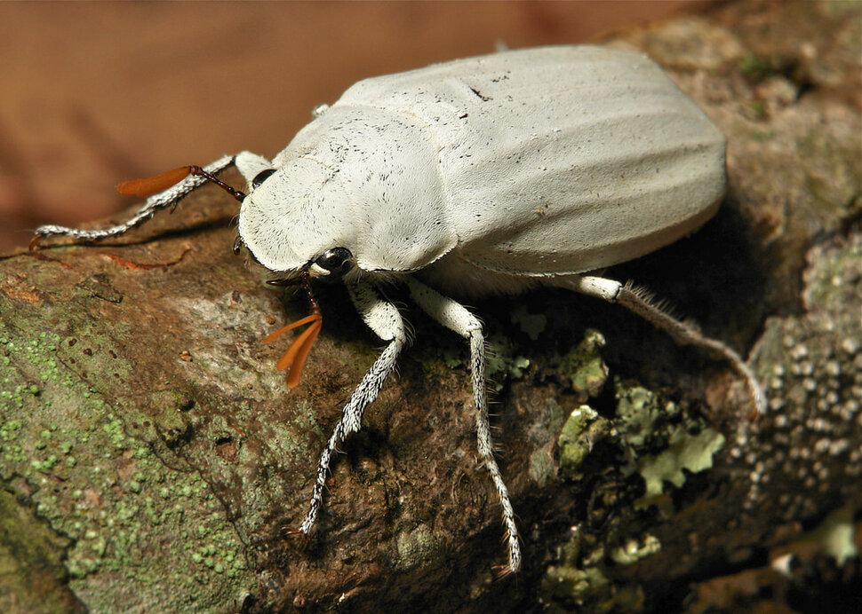 Большой белый жук скарабей