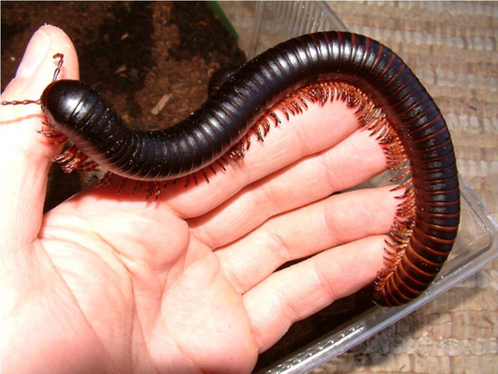 Черный ядовитый червь