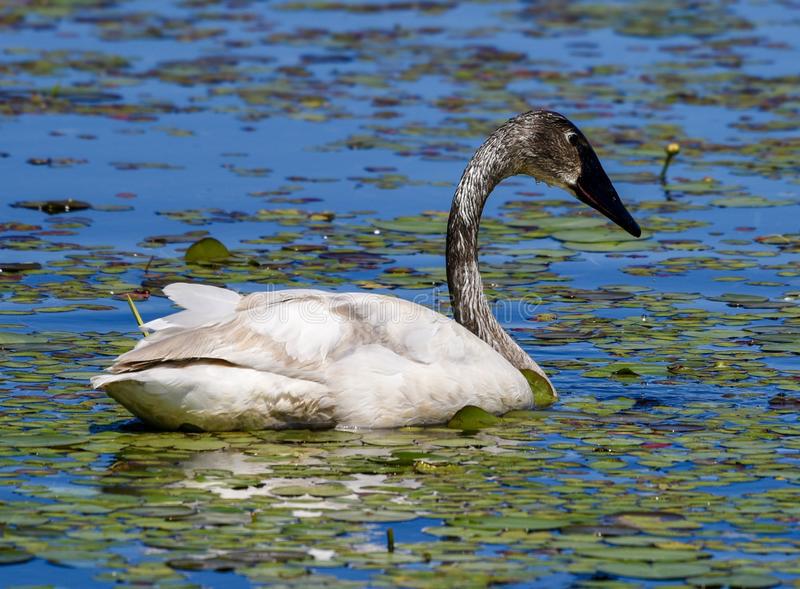 Лебеди в загрязнённой воде