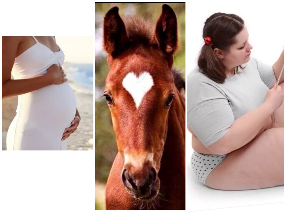 Сон про беременность лошадью