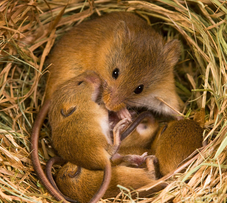 Мышь родила мышат