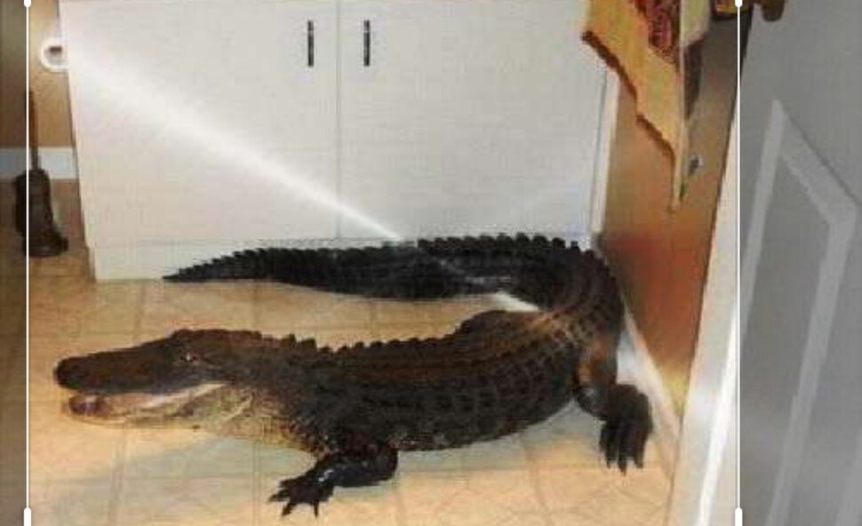 Крокодил домашнее животное