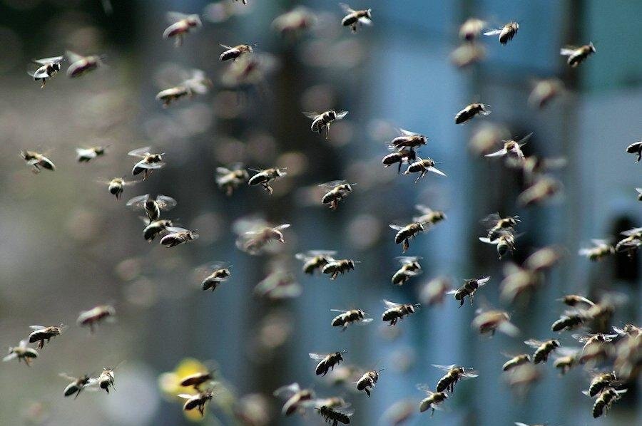 Пчёлы велечают страх