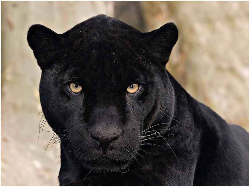 Черная пантера загрызла чёрную кошку