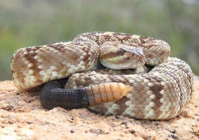 Светлая гремучая змея, родившая много маленьких змеек