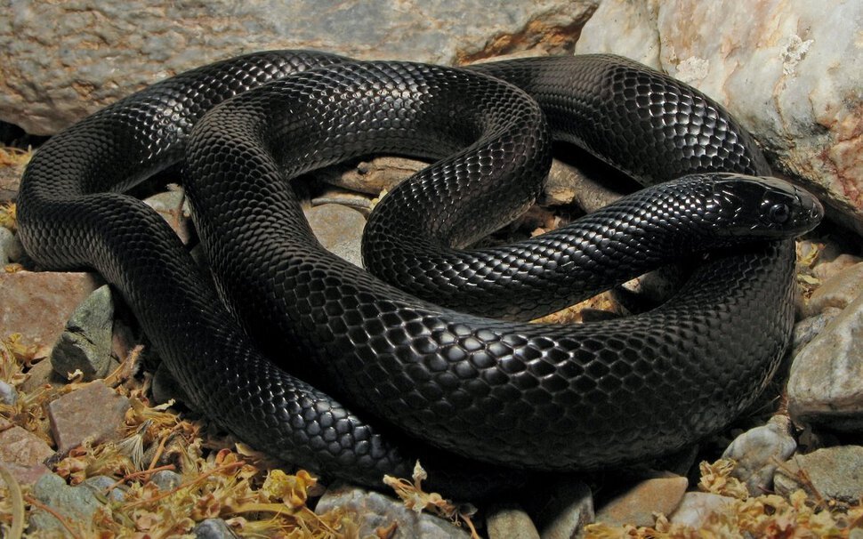 Большая чёрная змея