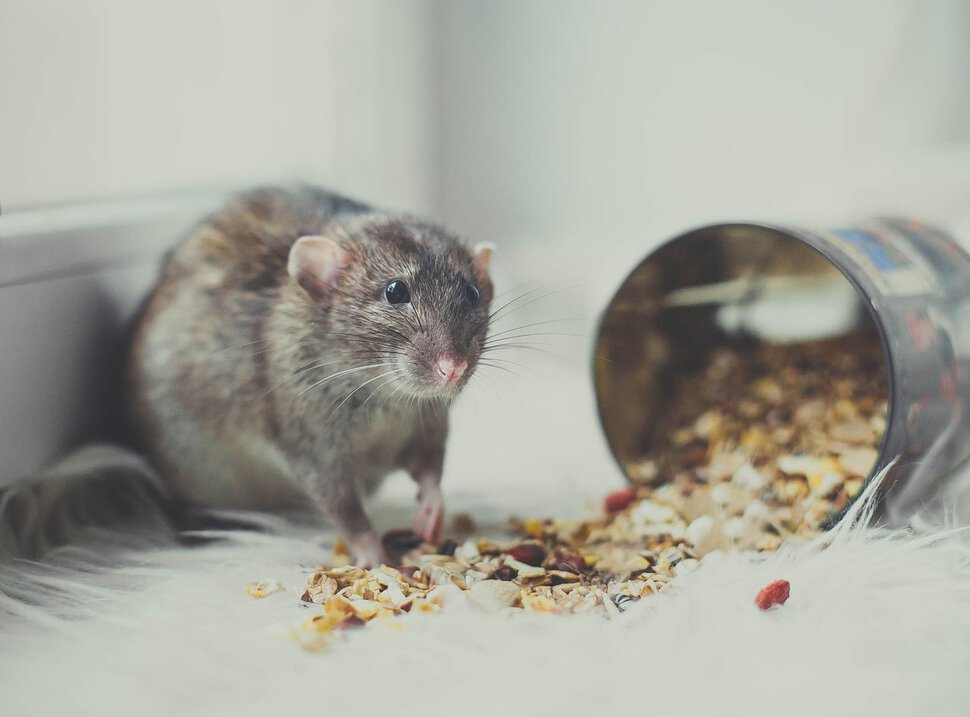 Крыса ест мышь