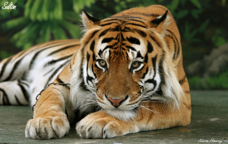 Ручной тигр