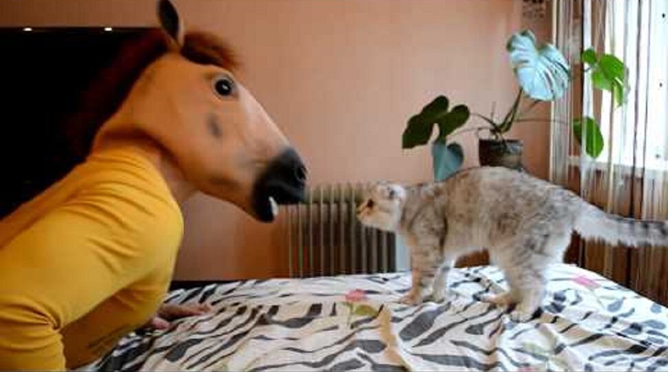 Лошадь пугает кота