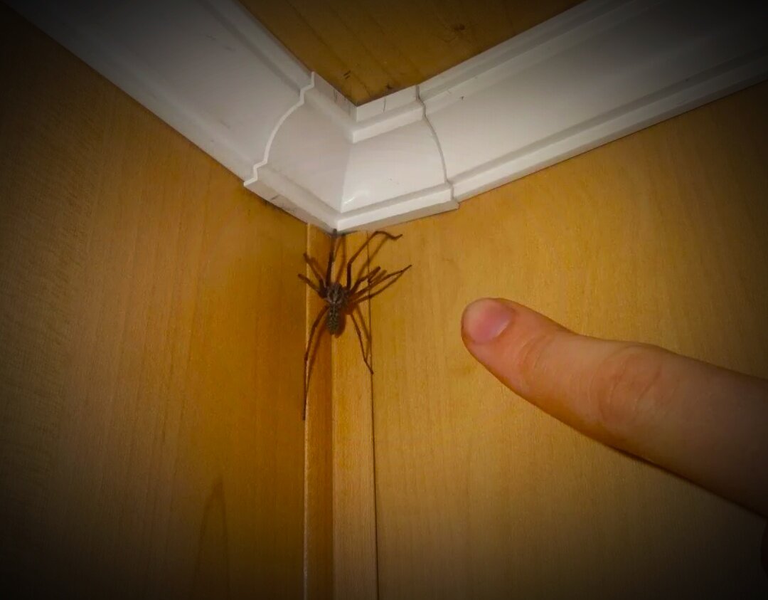 Паук вечером на кухне примета. Огромный паук в доме. Домашние пауки. Квартирные пауки. Огромные домашние пауки.