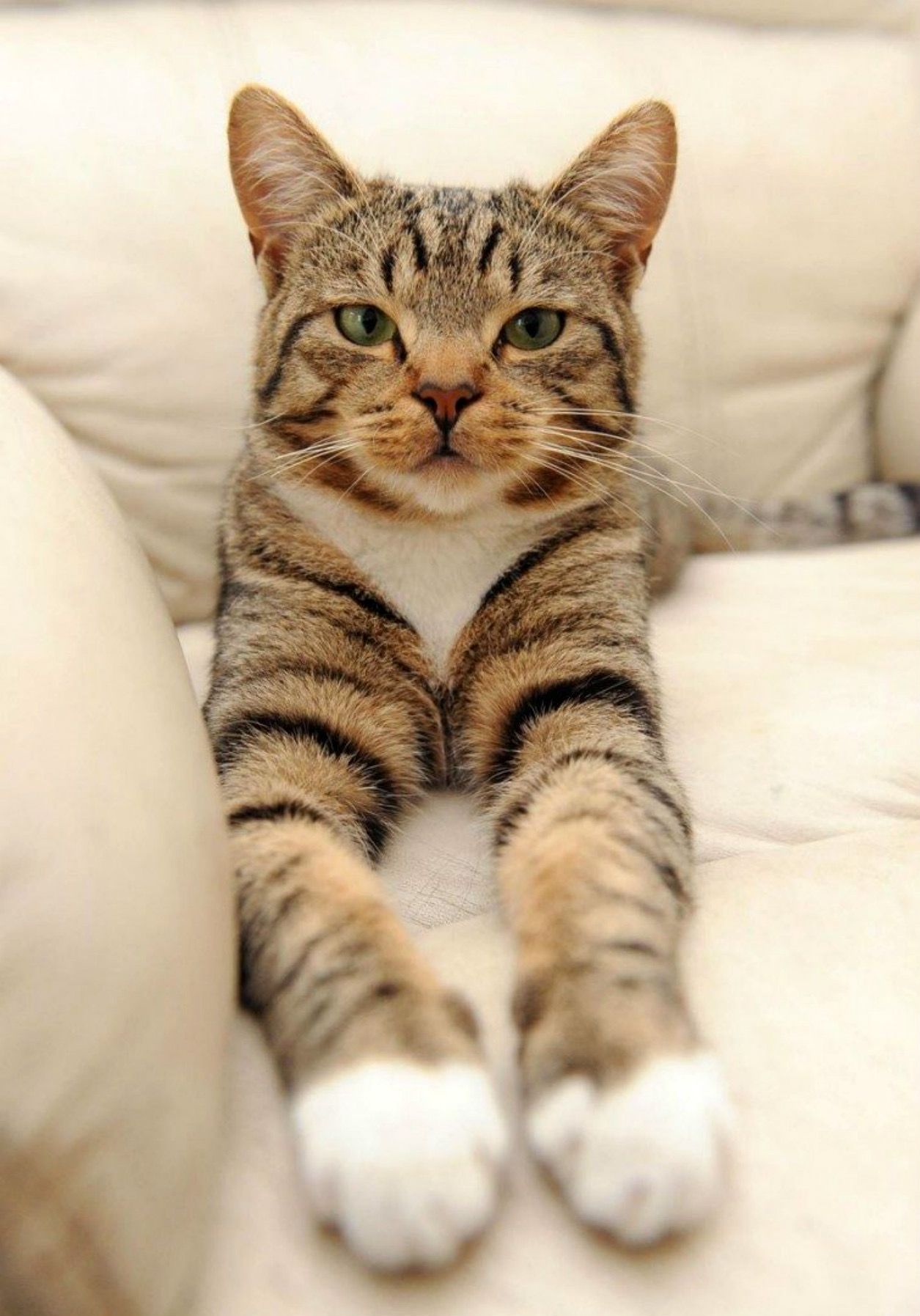 Довольный Котенок Фото