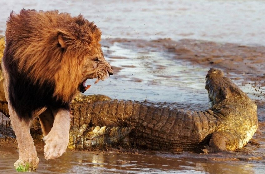 Лев напал на крокодила