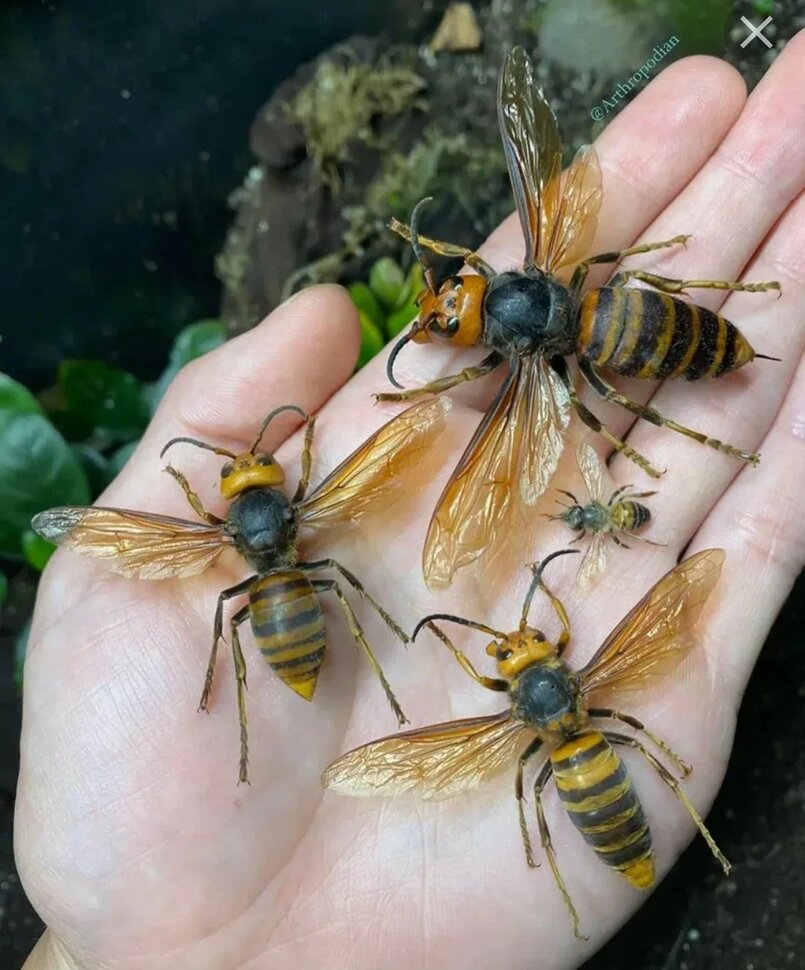 Приснились пчелы