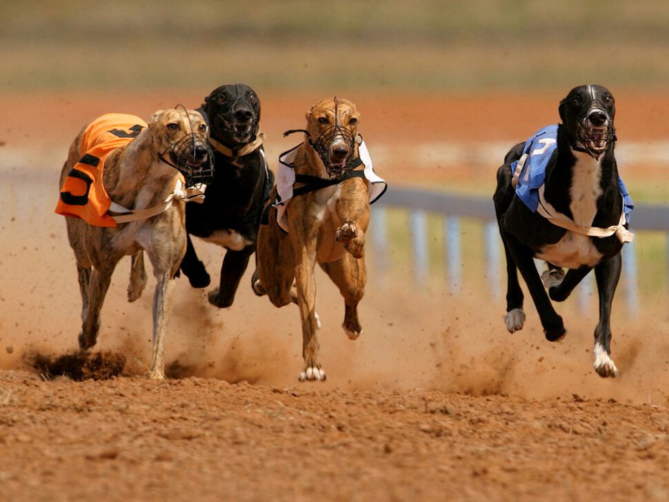 Участие в собачьих гонках