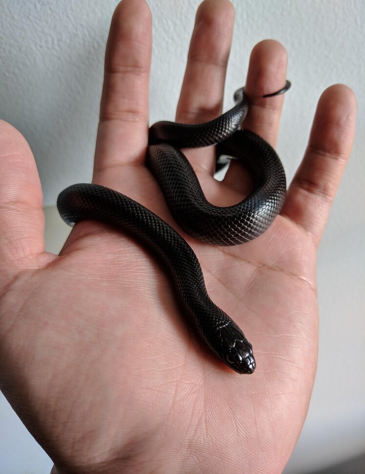 Чёрная и маленькая змея хочет укусить
