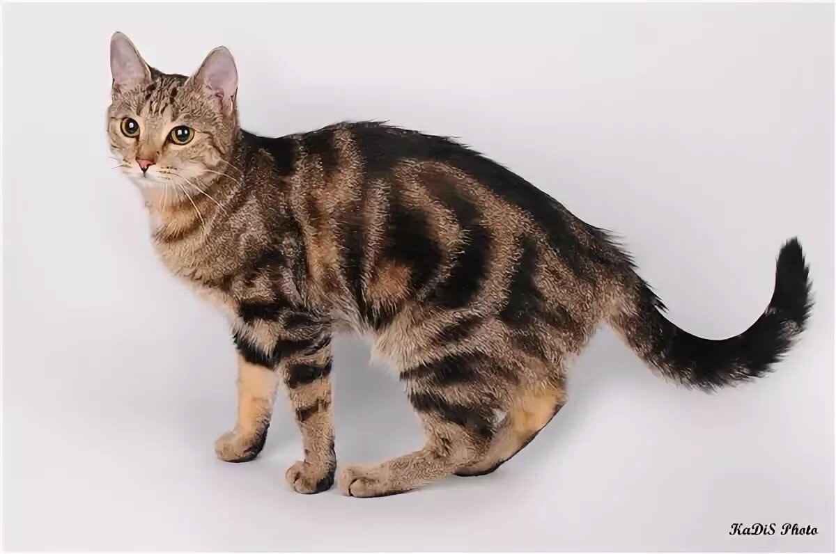 Таби кошка