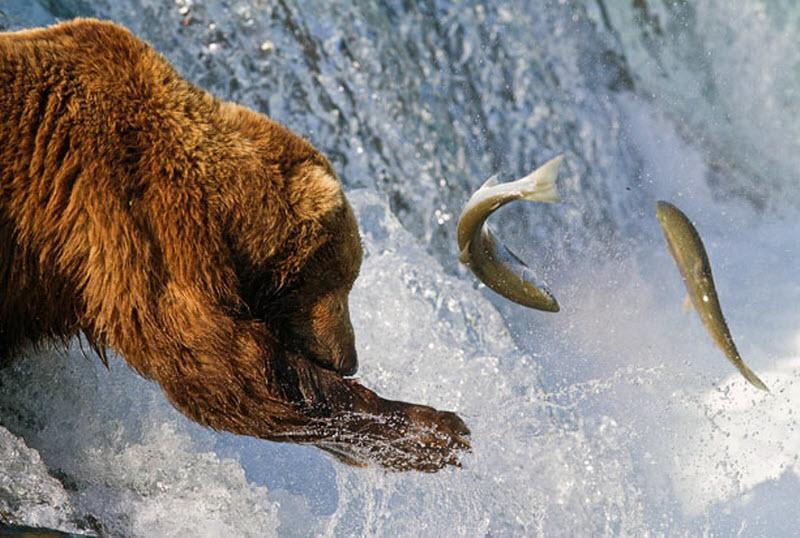 Медведи ловят рыбу