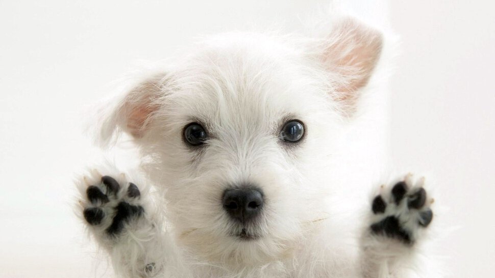 Белая собака с двумя подкожными ранами